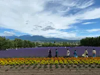 ファーム富田の写真・動画_image_616037