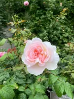 神戸布引ハーブ園の写真・動画_image_616179