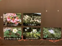 北八ヶ岳ロープウェイの写真・動画_image_617942