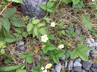 北八ヶ岳ロープウェイの写真・動画_image_617943