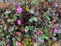 北八ヶ岳ロープウェイの写真・動画_image_617945