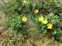 北八ヶ岳ロープウェイの写真・動画_image_617946