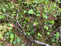 北八ヶ岳ロープウェイの写真・動画_image_617947