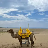 らくだやの写真・動画_image_618256