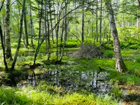 稲子湯唐沢橋 登山口の写真・動画_image_619340