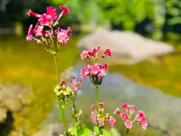 しらびそ小屋の写真・動画_image_619344