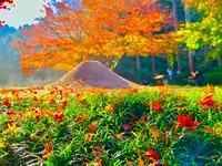 明月院（あじさい寺）の写真・動画_image_620609