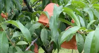 桃茂実苑観光農園の写真・動画_image_620917