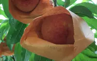 桃茂実苑観光農園の写真・動画_image_620921