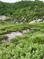 ニセコお花畑の写真・動画_image_621437