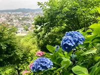 長谷寺の写真・動画_image_621901