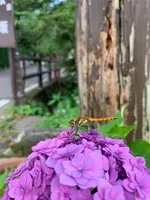 岳温泉 桜坂の写真・動画_image_622146