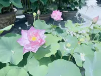 豊川閣妙嚴寺（豊川稲荷）本殿の写真・動画_image_622439