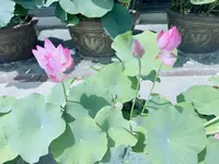 豊川閣妙嚴寺（豊川稲荷）本殿の写真・動画_image_622440