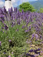 大石公園の写真・動画_image_622501