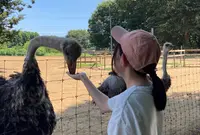 ダチョウ王国石岡ファームの写真・動画_image_622568