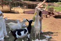 ダチョウ王国石岡ファームの写真・動画_image_622574