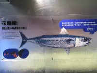 大鯖魚夢工廠の写真・動画_image_623499