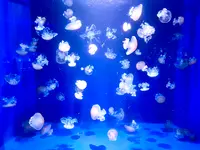 新江ノ島水族館の写真・動画_image_625646