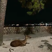 ホテルみや離宮の写真・動画_image_626020