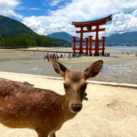 厳島神社の写真・動画_image_626046
