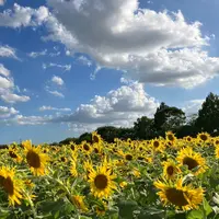 座間ひまわり畑の写真・動画_image_627461