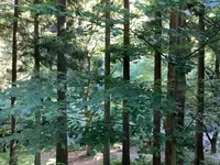 雨滝の写真・動画_image_627745