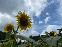 道の駅 明治の森・黒磯の写真・動画_image_630317