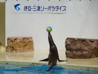 伊豆・三津シーパラダイスの写真・動画_image_630955