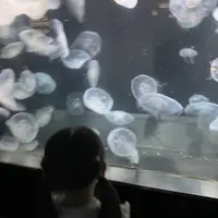 伊豆・三津シーパラダイスの写真・動画_image_630956