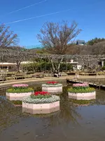あしかがフラワーパークの写真・動画_image_631098