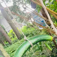 河童淵（姥子淵）の写真・動画_image_631949