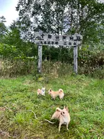 十勝岳の写真・動画_image_633726