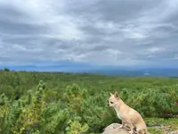 十勝岳の写真・動画_image_633727
