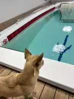 1/2 Hounds AQUAの写真・動画_image_633742