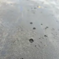 礼文華海浜公園キャンプ場の写真・動画_image_633757