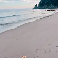 礼文華海浜公園キャンプ場の写真・動画_image_633758