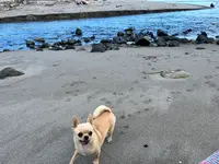 礼文華海浜公園キャンプ場の写真・動画_image_633759