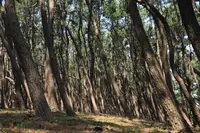 虹の松原の写真・動画_image_636127