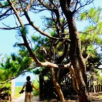 虹の松原の写真・動画_image_636128