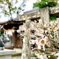 唐津神社の写真・動画_image_636168