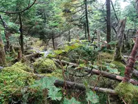 坪庭の写真・動画_image_638171