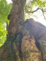 來宮神社の写真・動画_image_638736