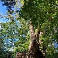 來宮神社の写真・動画_image_638741