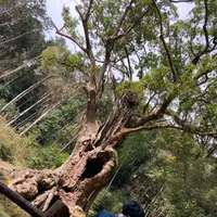 武雄の大楠の写真・動画_image_639202