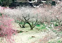 御船が丘梅林の写真・動画_image_639215