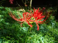 金時公園の写真・動画_image_639304