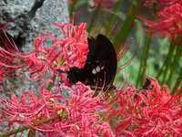 金時公園の写真・動画_image_639306
