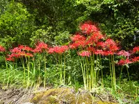 金時公園の写真・動画_image_639309