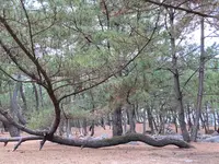 虹の松原の写真・動画_image_639593